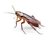 Cockroach Pest Control Melbourne - Positive Pest Solutions
