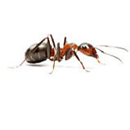 Ant Pest Control Melbourne - Positive Pest Solutions