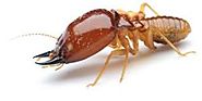 Pest Control Wantirna, Termite Treatment, Inspection & Control
