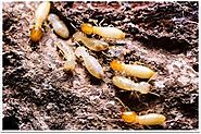 Pest Control Mulgrave, Termite Treatment, Inspection & Control
