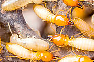 Pest Control Blackburn South, Termite Inspection & Control