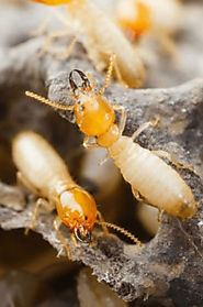TERMITE CONTROL | Best Pest Control Services