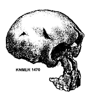 evolucija coveka