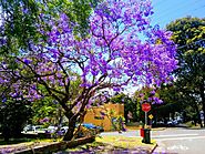 Best spots to admire Jacaranda blooming season in Sydney