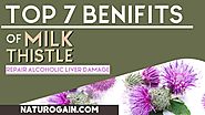 Top 7 Benefits of Milk Thistle, REPAIR Alcoholic Liver Damage