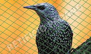Bird Protection & Co Polymer Nylon Transparent Net India - Reachnettings.Com