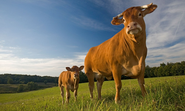 Heifer so lonely: How cows have best friends and get stressed when they are separated