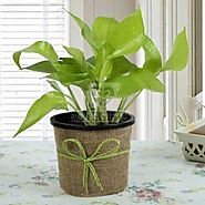 Buy or Send Gift Money Plant for Prosperity - Plant Gifts - OyeGifts.com
