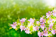 Jasmine Essential Oil - 5 Benefits of the Amazing Scent of Jasmine...Naturally! - Beautiful Souls Life