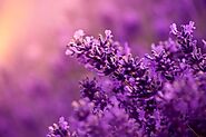Lavender a Natural Remedy for Stress - Beautiful Souls Life