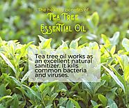 🌿 The Health and Beauty Benefits of Tea Tree Oil • Beautiful Lives by Susan