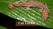 Top 10 Cat Gecko Facts - the gecko with a cat tail?