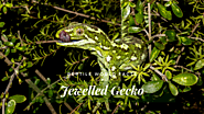 Top 10 Jewelled Gecko Facts - A Beautifully Green Gecko