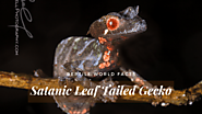 Top 10 Satanic Leaf Tail Gecko Facts - A Leafy Looking Gecko