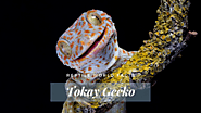 Top 10 Tokay Gecko Facts - A Feisty Blue Gecko !