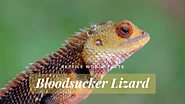 Halloween Week - Top 10 Bloodsucker Lizard (Calotes Versicolor) Facts -