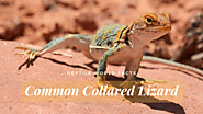 Top 11 Common Collared Lizard Facts - The Lizard That Can Stand On Its Hind Legs? - Reptile World Facts