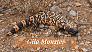Halloween Week - Top 10 Gila Monster Facts - Reptile World Facts
