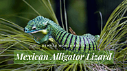 Top 10 Mexican Alligator Lizard Facts - A Very Beautifully Green Lizard