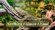 Top 10 Northern Caiman Lizard Facts - A Water Loving Lizard
