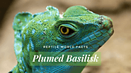 Top 10 Plumed Basilisk Facts - The lizard that can walk on water?