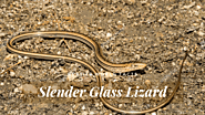 Top 10 Slender Glass Lizard Facts - The Lizard With No Legs?