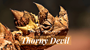 Top 10 Thorny Devil Facts - A Very Spiky Lizard From Australia