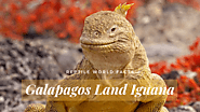 Top 10 Galapagos Land Iguana Facts - A Bright Yellow Iguana