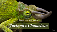 Top 10 Jackson's Chameleon Facts - A Chameleon With Three Horns