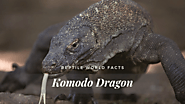 Top 10 Komodo Dragon Facts - The Largest Lizard In The World