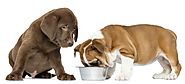 Consideration While Choosing Pet food online