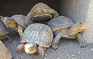 Blog on Sulcata Tortoise Hatchling and Mediterranean Tortoises