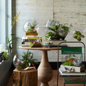 Modern Terrariums: Bringing Nature Indoors