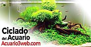 CICLADO del Acuario paso a paso ჱ Guía 2019 |▷ acuario3web.com