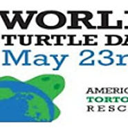 Turtles and Tortoises Rescue