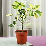 Elegant Schefflera Plant