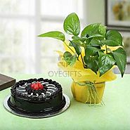 Truffle Cake N Money Plant Gifts online Same Day