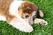 Why Artificial Turf from Kansas City is Your Dog’s Best Friend
