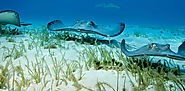 STINGRAY CITY TOURS IN GRAND CAYMAN
