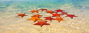 STARFISH POINT TOURS IN GRAND CAYMAN