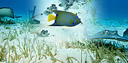 Snorkeling Tours In Grand Cayman