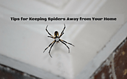 Tips for Keeping Spiders Away from Your Home