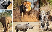 Get 16 Days Uganda and Tanzania Wildlife Safaris