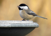 What chickadees can tell us about climate