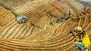 Images for Chinese rice fields