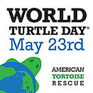 Turtles and Tortoises Rescue