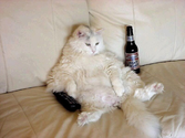19 Things That Happen When You're Drunk: As Told By Animals
