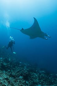 Manta Rays