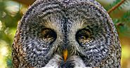 Interesting facts about Great Grey Owl | TechGape