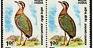 Jerdon's Courser- A Rare Species of Bird in India | TechGape